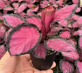 4" Calathea Rosey Roseo Picta